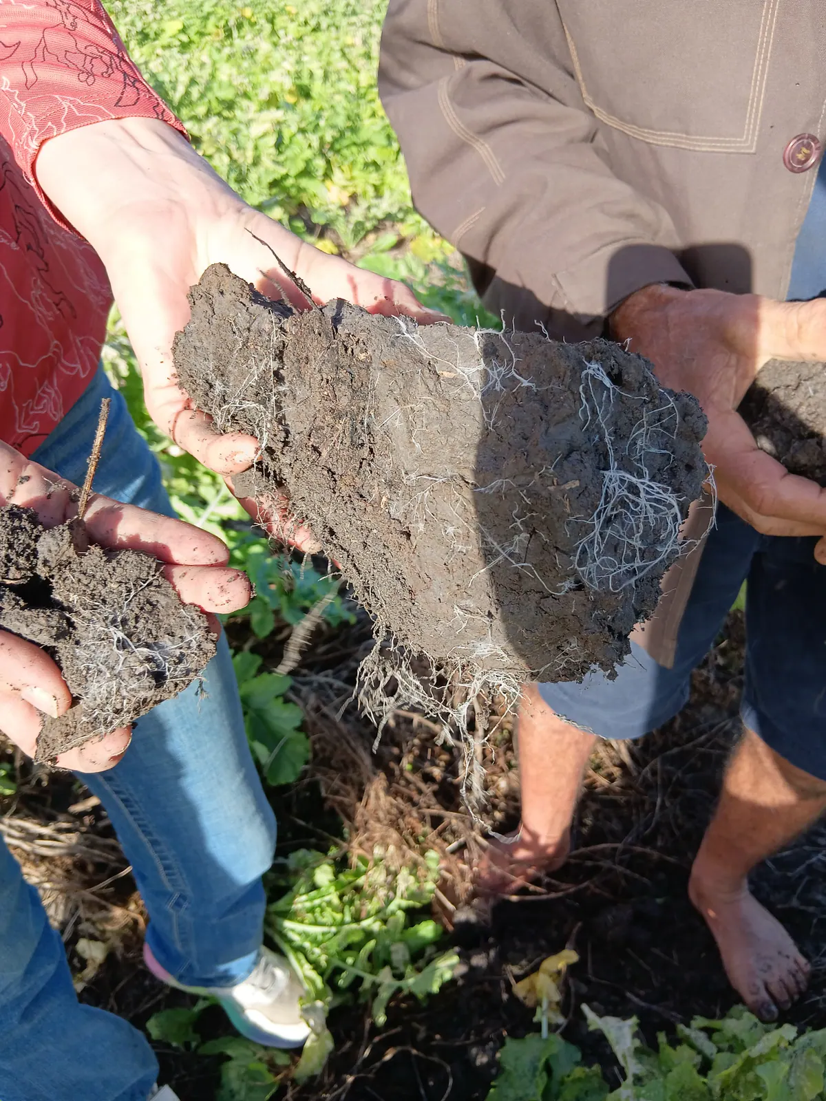 Hands holding a soil core in the paddock