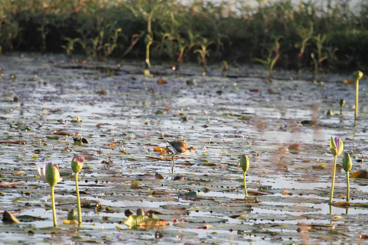 Water lilies on a coastal wetland