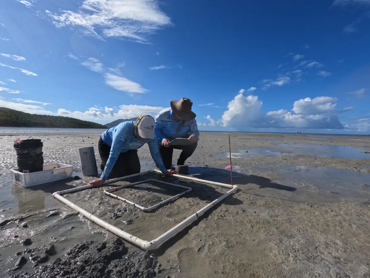 Researchers establishing a seagrass experiment on the tidal flats at Dingo Beach